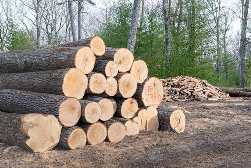 全球木材加工前沿技术分析情况