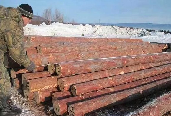 2020年1月1日起 俄罗斯采伐林木只能在其境内加工